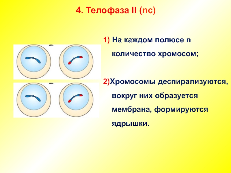 Телофаза деления клетки. Телофаза 2 хромосомный набор. Телофаза 2 хромосомы. Механизм мейоза. Телофаза 2 хромосомы набор.