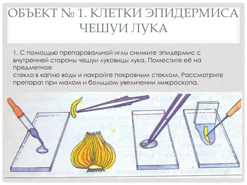 Рассмотрите рисунки составьте правильную последовательность приготовления микропрепарата эпидермиса