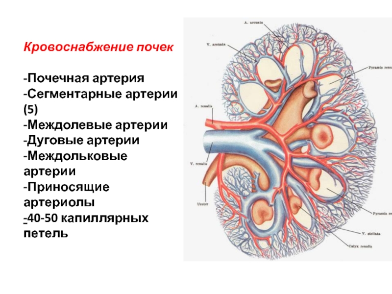 Кровоснабжение матки схема гистология