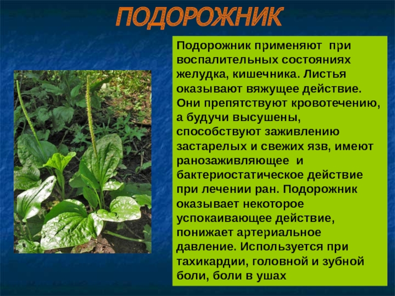 Подорожник действие. Лекарственные растения Владимирской. Растения Владимирской области. Растение Владимирской области и описание. Подорожник для желудка.