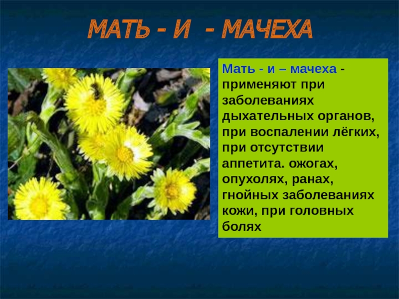 Диаграмма мать и мачехи