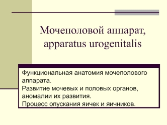 Функциональная анатомия мочеполового аппарата