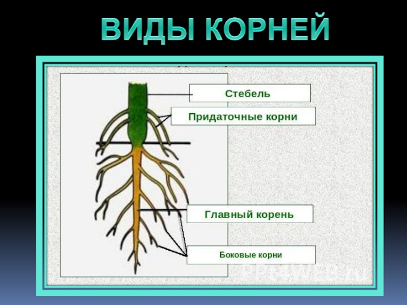 Корни их виды. Все виды корней. Виды и функции корней. Виды решения корней. Сообщение о видах корней.