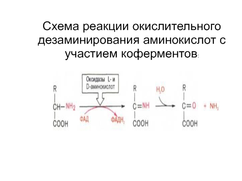 Реакция окислительного дезаминирования. Реакция дезаминирования глутаминовой кислоты. Непрямое окислительное дезаминирование аминокислот схема. Дезаминирование Валина реакция. Схема реакции непрямого окислительного дезаминирования аминокислот.