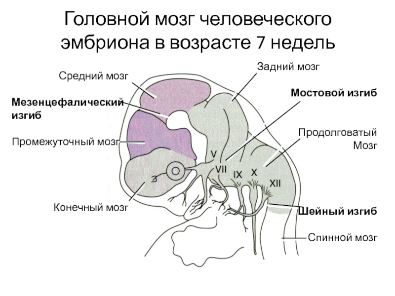 Шейный мозг. Проводящие пути среднего мозга. Проводящие пути промежуточного мозга. Спинномозговая петля среднего мозга. Проводящие пути ножек среднего мозга.