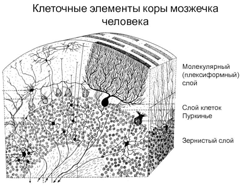 Схема строения клубочка зернистого слоя коры мозжечка