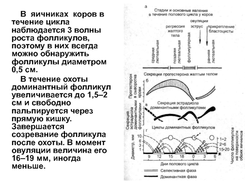 Этапы полового цикла. Фолликулярные циклы коровы. Фазы полового цикла коровы. Фолликул в течении цикла.