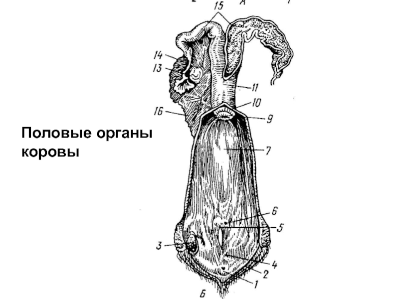 Рисунок полового органа