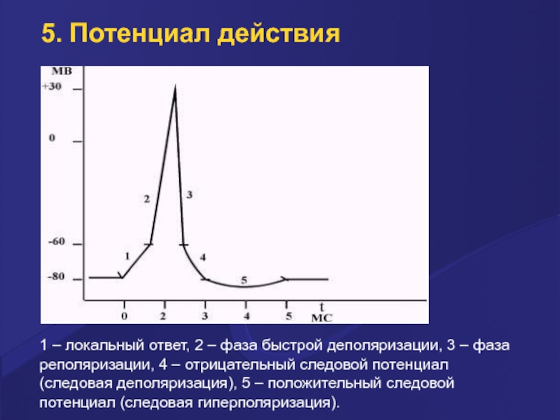 Потенциал действия это ответ. 4 Фазы потенциала действия. Фаза гиперполяризации потенциала действия. Потенциал действия график и фазы. Потенциал действия: понятие,.