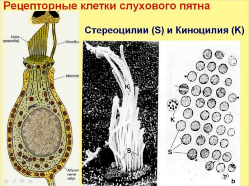 Презентация орган вкуса 9 класс 8 вид