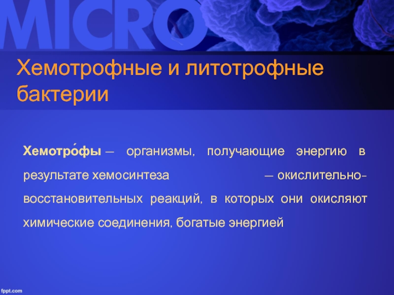 Хемотрофы. Хемотрофные бактерии. Организмы хемотрофы. Бактерии хемотрофы. Хемотрофный организм.