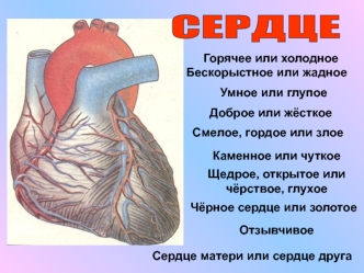 Работоспособность сердца