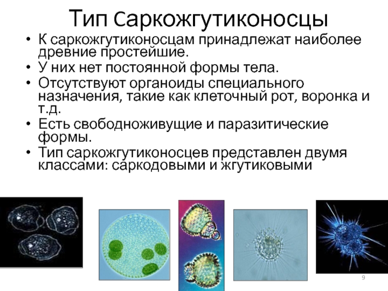 Простейшие саркодовые жгутиковые