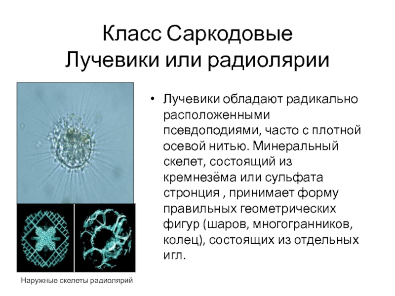 Простейшие саркодовые жгутиковые