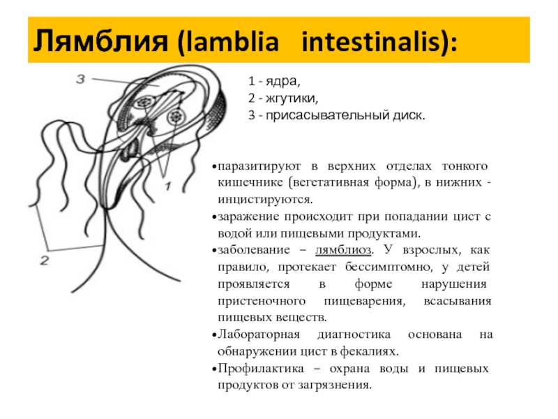 Лямблия тип. Лямблия интестиналис систематика. Лямблия кишечная классификация. Lamblia intestinalis переносчик. Лямблия интестиналис классификация.