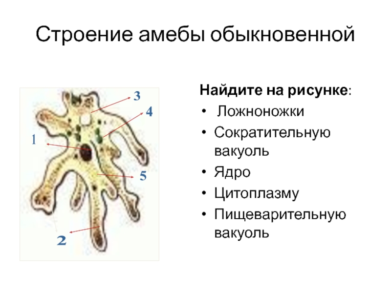 Амеба обыкновенная строение рисунок