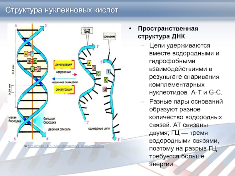 Разрыв цепи днк. Пространственная пространственная структура ДНК. Нативная цепь ДНК. Число водородных связей в ДНК. Две комплементарные цепи ДНК.