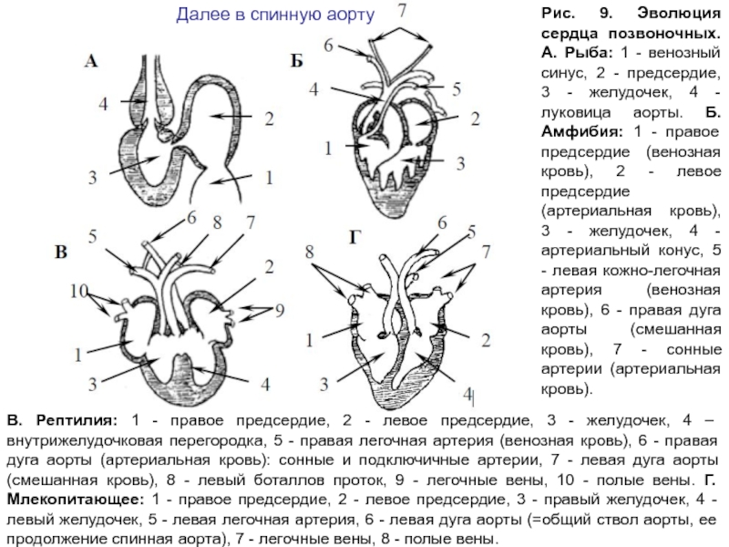 Неполная перегородка в желудочке сердца у пресмыкающихся. Строение сердца Эволюция. Строение сердца позвоночных. Сердце позвоночных животных. Эволюция сердца у позвоночных.