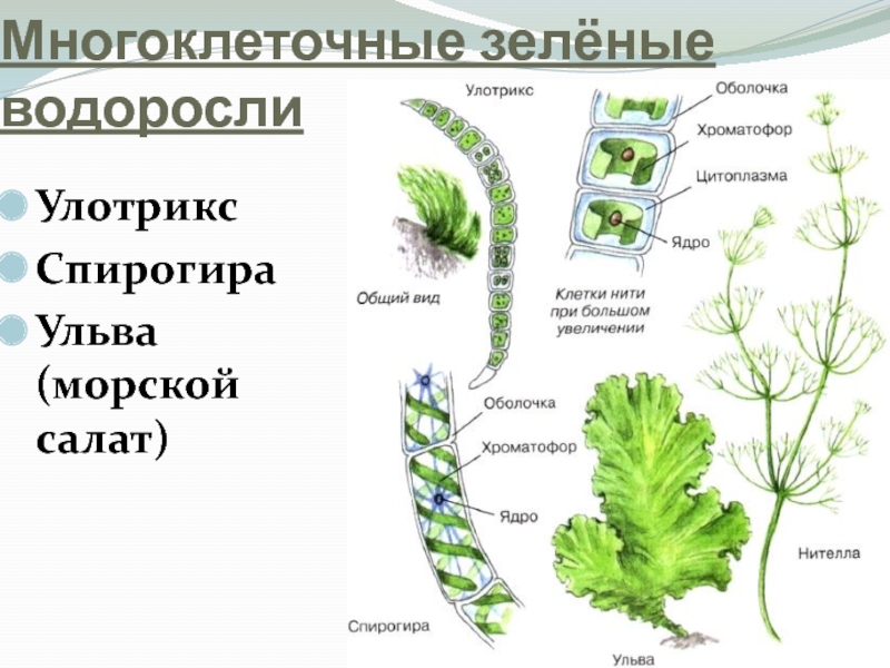 Рассмотрите изображение растений вишня ячмень улотрикс подпишите их названия