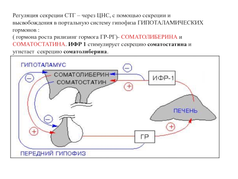 Схема гормон роста