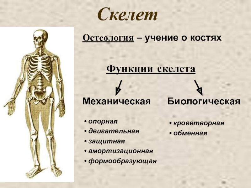 Функции скелета человека механическая. Функции скелета анатомия. Механические и биологические функции скелета. Опорная функция скелета.