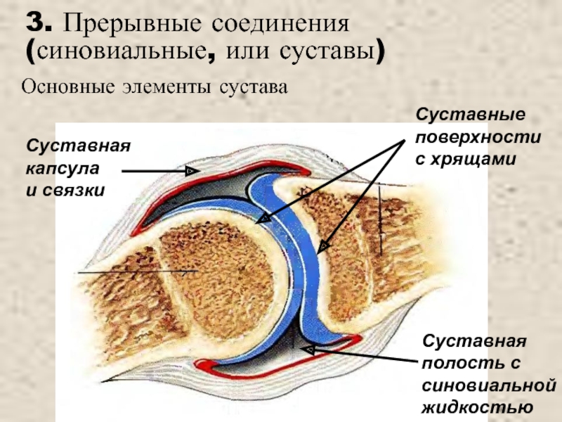 Синовиальная