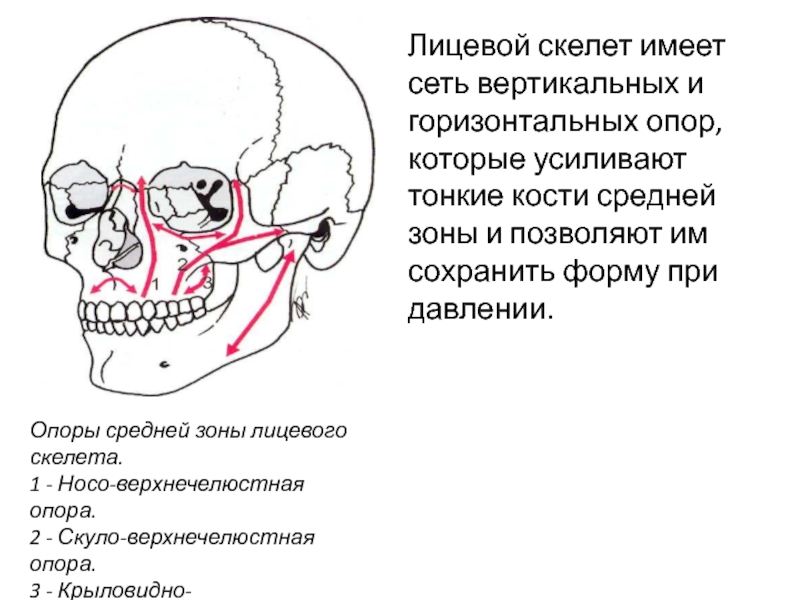 Лицевой скелет. Развитие лицевого черепа. Развитие лицевого скелета.