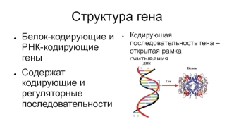 Регуляция транскрипции и структура гена. (10 класс)