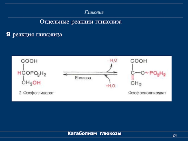 Реакция окисления гликолиза. Енолаза гликолиз. 11 Реакций гликолиза. Реакция гликолиза с образованием ПВК. 3 Стадия реакция гликолиза.