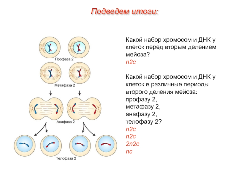 Хромосомный набор клеток листа. Набор клетки мейоза 2. Мейоз 2 фазы набор хромосом. Фазы мейоза первое и второе деление. Мейоз 1 и 2 набор хромосом.