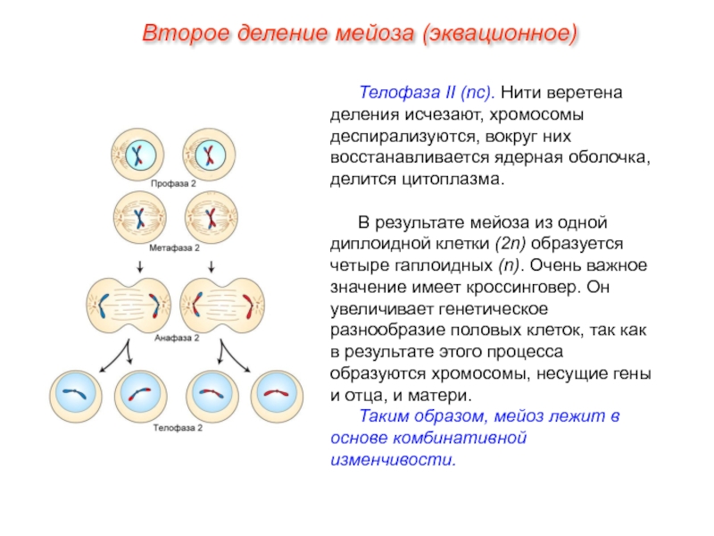 Биологический смысл деления клетки. Деление клетки мейоз 1 фазы. Деление клетки мейоз хромосомы. Фазы 1 деления мейоза. В результате мейоза образуется 2 клетки.