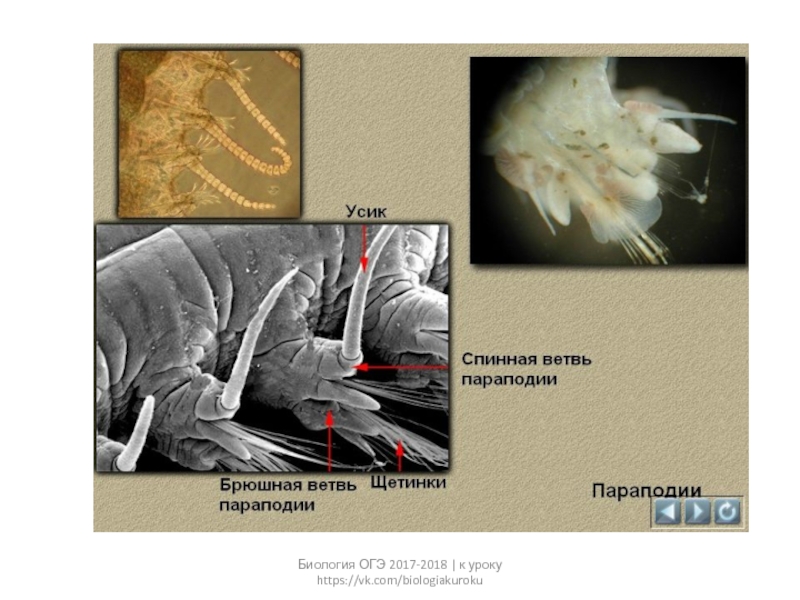 Параподии. Параподии это в биологии. Параподии и щетинки в биологии.. Параподии фото. Функции параподий.