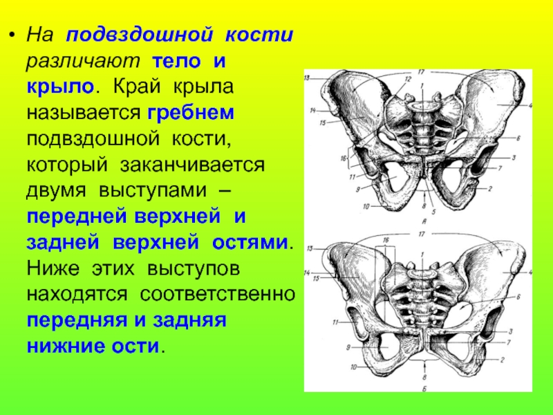 Подвздошной кости 2. Тазовая кость гребень подвздошной кости. Крылья подвздошных костей. Крылья подвздошной кости таза. Задняя нижняя ость подвздошной кости.