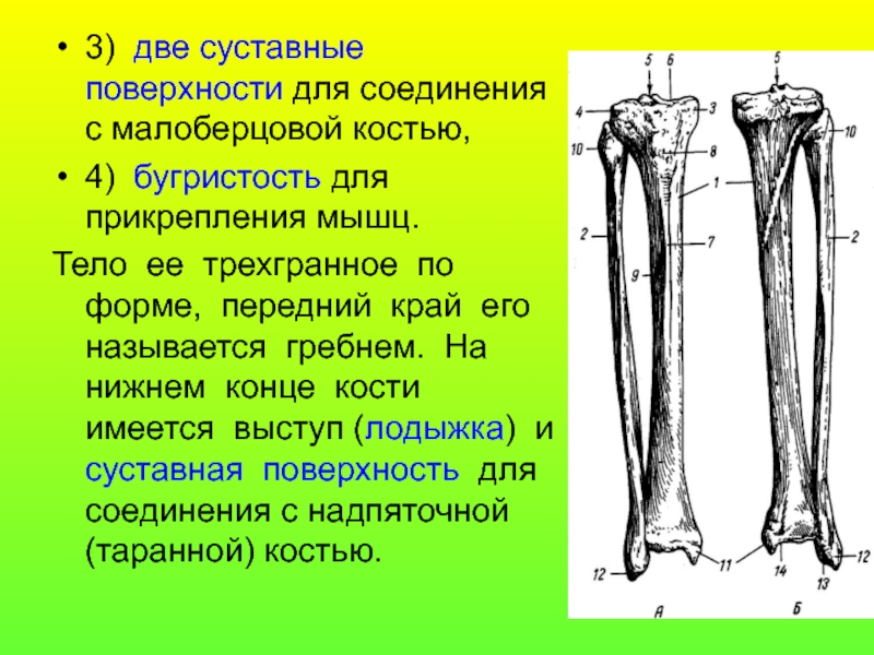 Кости голени соединения. Малоберцовая кость анатомия медунивер. Суставная поверхность головки малоберцовой кости. Головка малоберцовой кости анатомия. Головка большеберцовая кость анатомия.