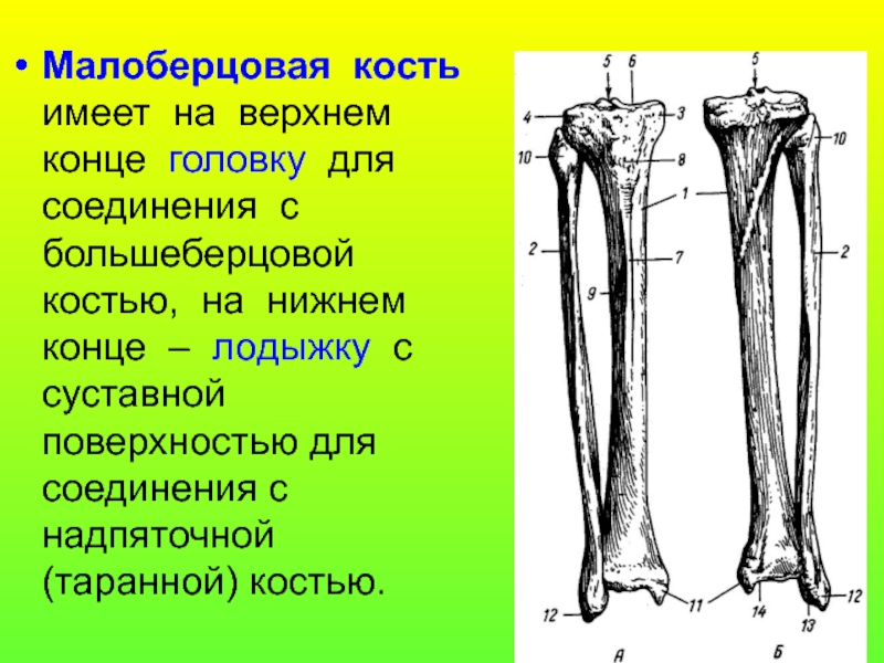 Край кости. Головка малоберцовой кости анатомия. Кости голениболшеберцовая кость. Кости голени большеберцовая. Кости голени малоберцовая кость.