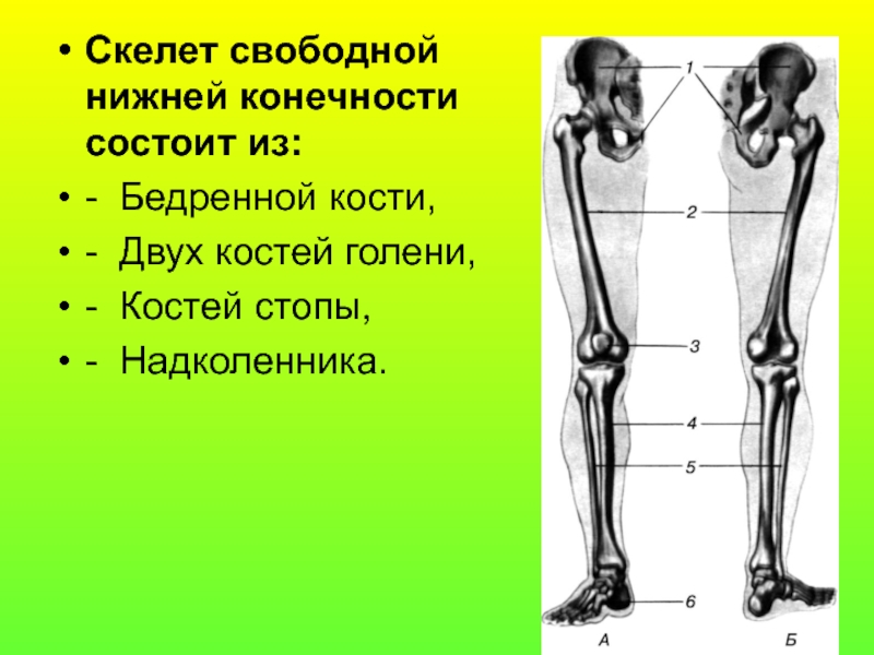 Бедренная отдел скелета. Скелет нижних конечностей свободная конечность. Кости скелета свободной нижней конечности. Скелет свободной нижннйконнчности. Скелет свободной нижней конечности бедренная кость.