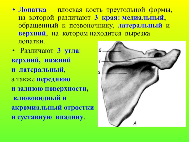 Каких костей относятся кости лопатки. Лопатка плоская кость. Лопатка анатомия. Лопатка плоская треугольная кость. Медиальный край лопатки.