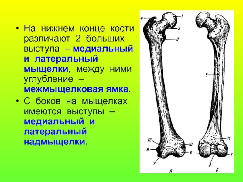 Медиальная кость. Межмыщелковая ямка бедренной кости. Медиальное и Латеральное расположение костей. Латеральная кость и медиальная кость. Дистальный латеральный.