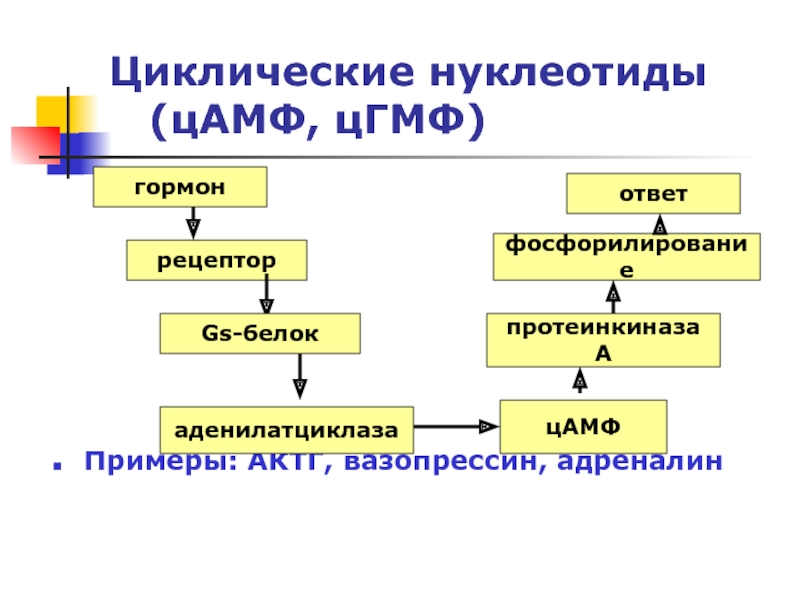 Окситоцин вазопрессин адреналин