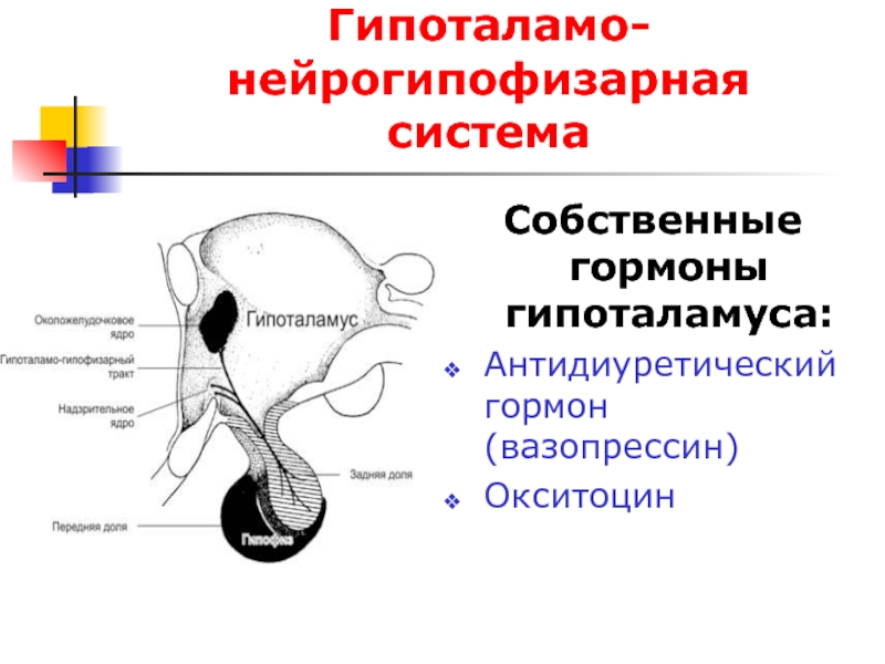 Схема взаимовлияния органов гипоталамо гипофизарной системы