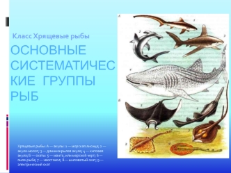 Основные систематические группы рыб