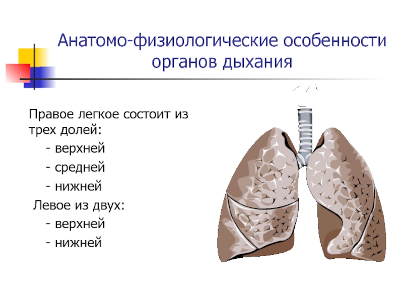 Три доли легкого. Афо органов дыхания. Афо легких. Правое легкое. Анатомо-физиологические особенности органов дыхания.