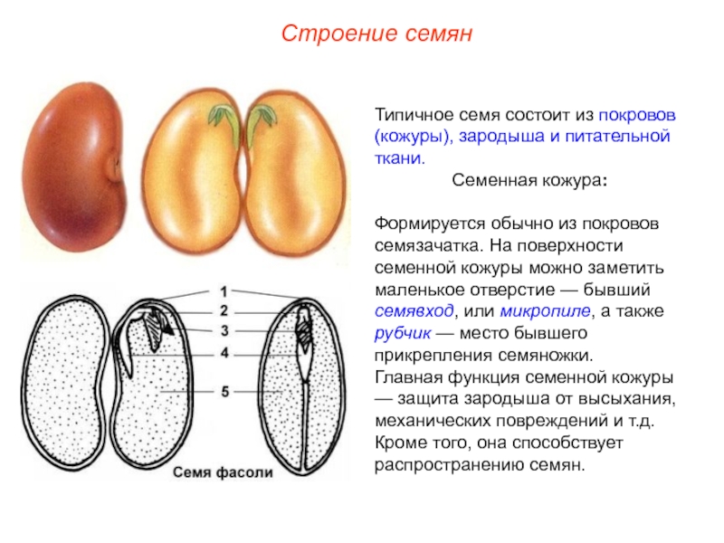 Рубчик и семявход у фасоли рисунок