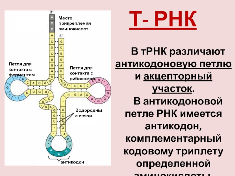 Антикодоны молекул трнк. Т РНК строение антикодон. Антикодоны т-РНК комплементарны. ТРНК строение петли. Акцепторная петля ТРНК.