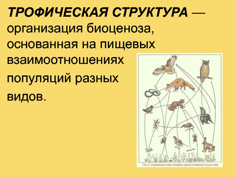 Последовательность появления организмов при формировании биоценоза