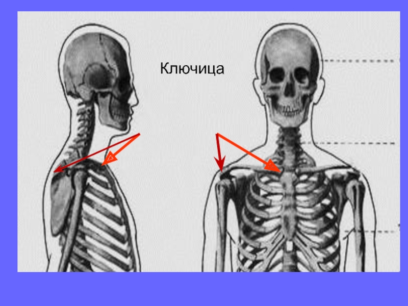 Где находится ключица фото