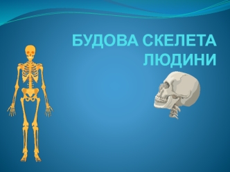 Будова скелета людини