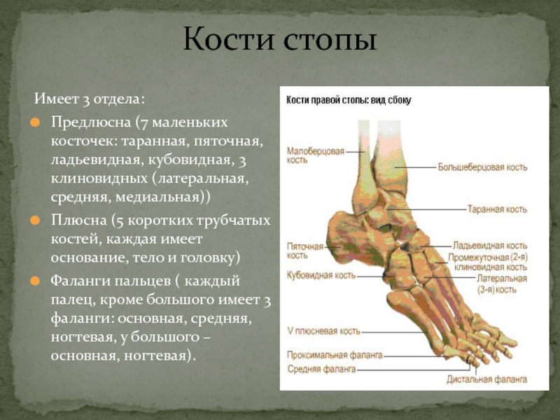 Стопа где находится у человека рисунок