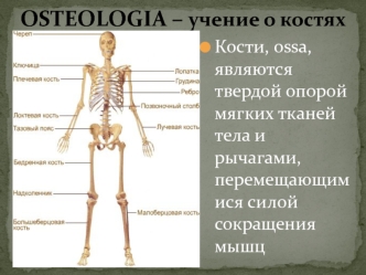 Остеология - учение о костях