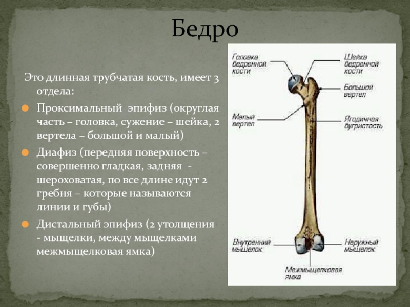 Под каким номером на рисунке обозначена бедренная кость